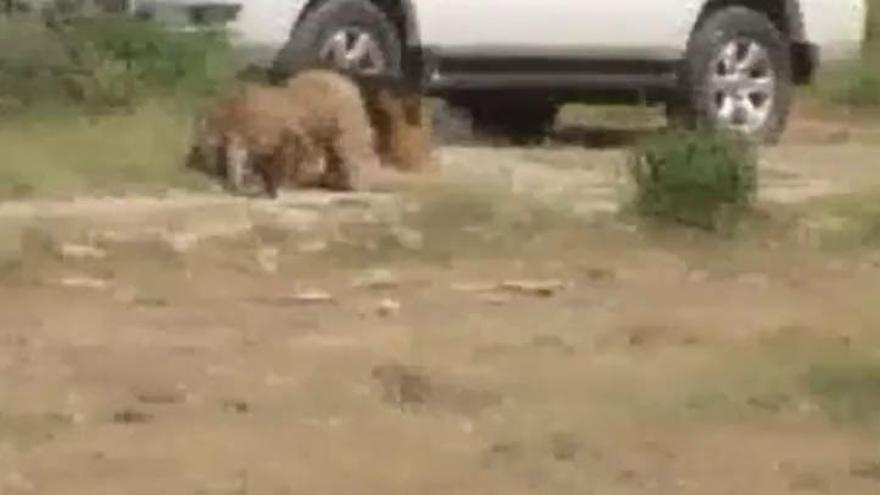 Matan a un león que atacó a un hombre en Kenia