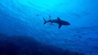 Un tiburón ataca a una turista en las islas Galápagos