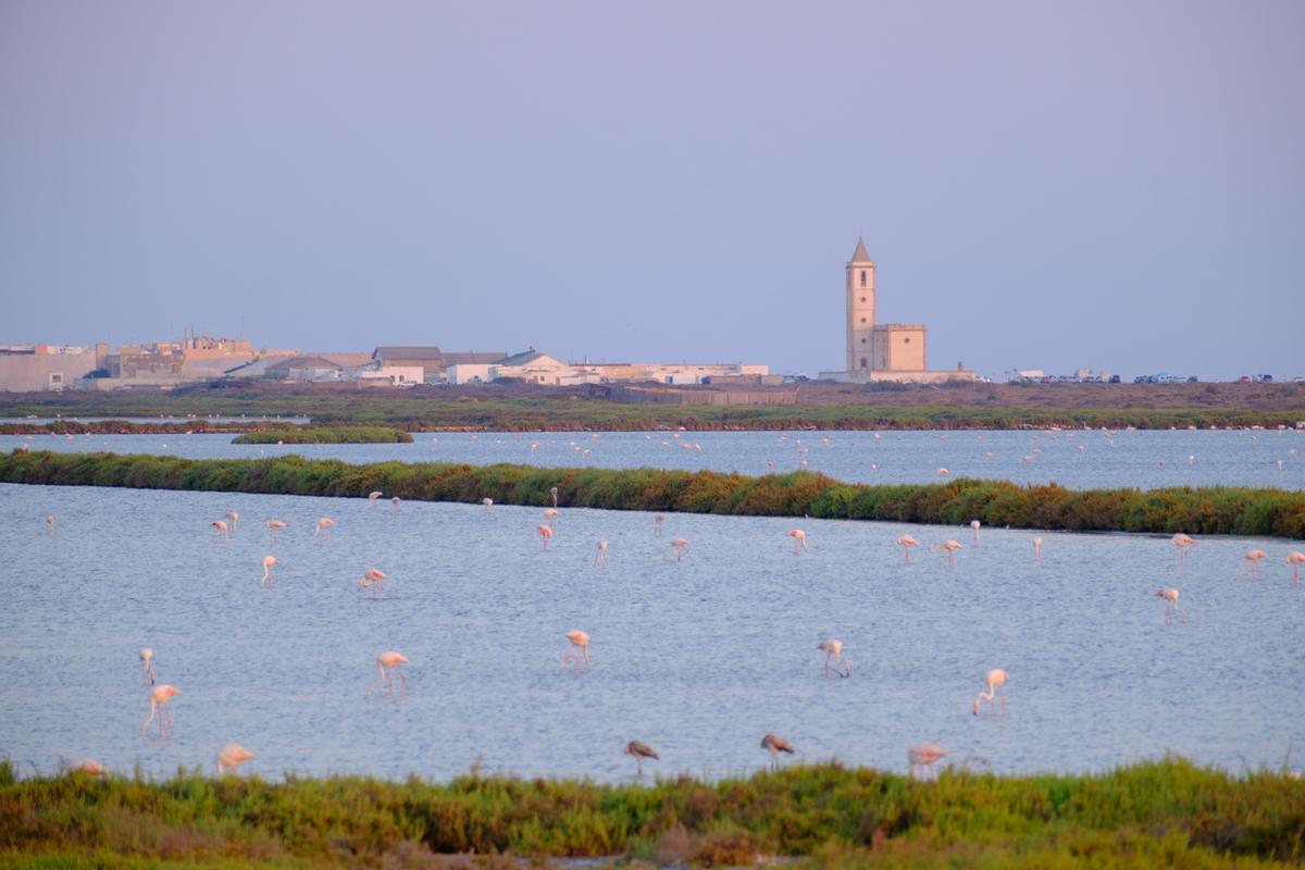 Flamencos en la laguna costera con vista a la torre, en Cabo de Gata