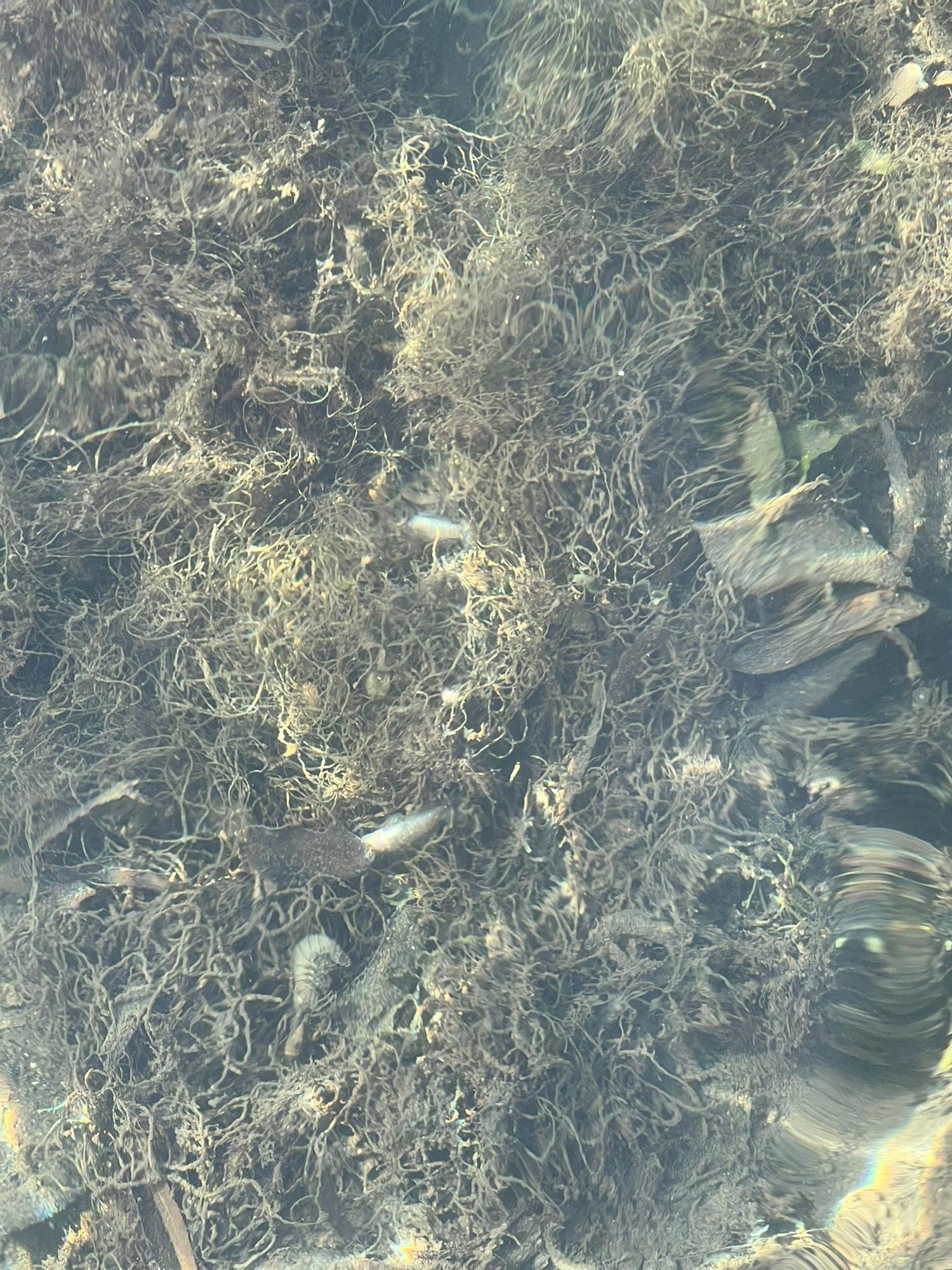 Peces muertos en el Mar Menor: aparecen ejemplares sin vida en Santiago de la Ribera