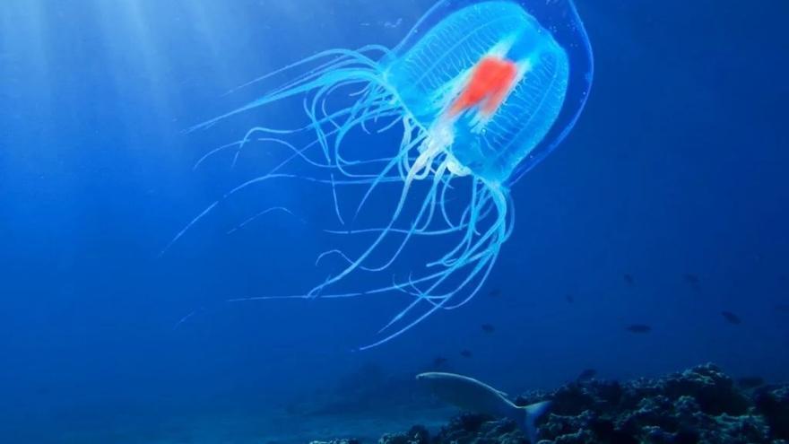 Un ejemplar de medusa inmortal