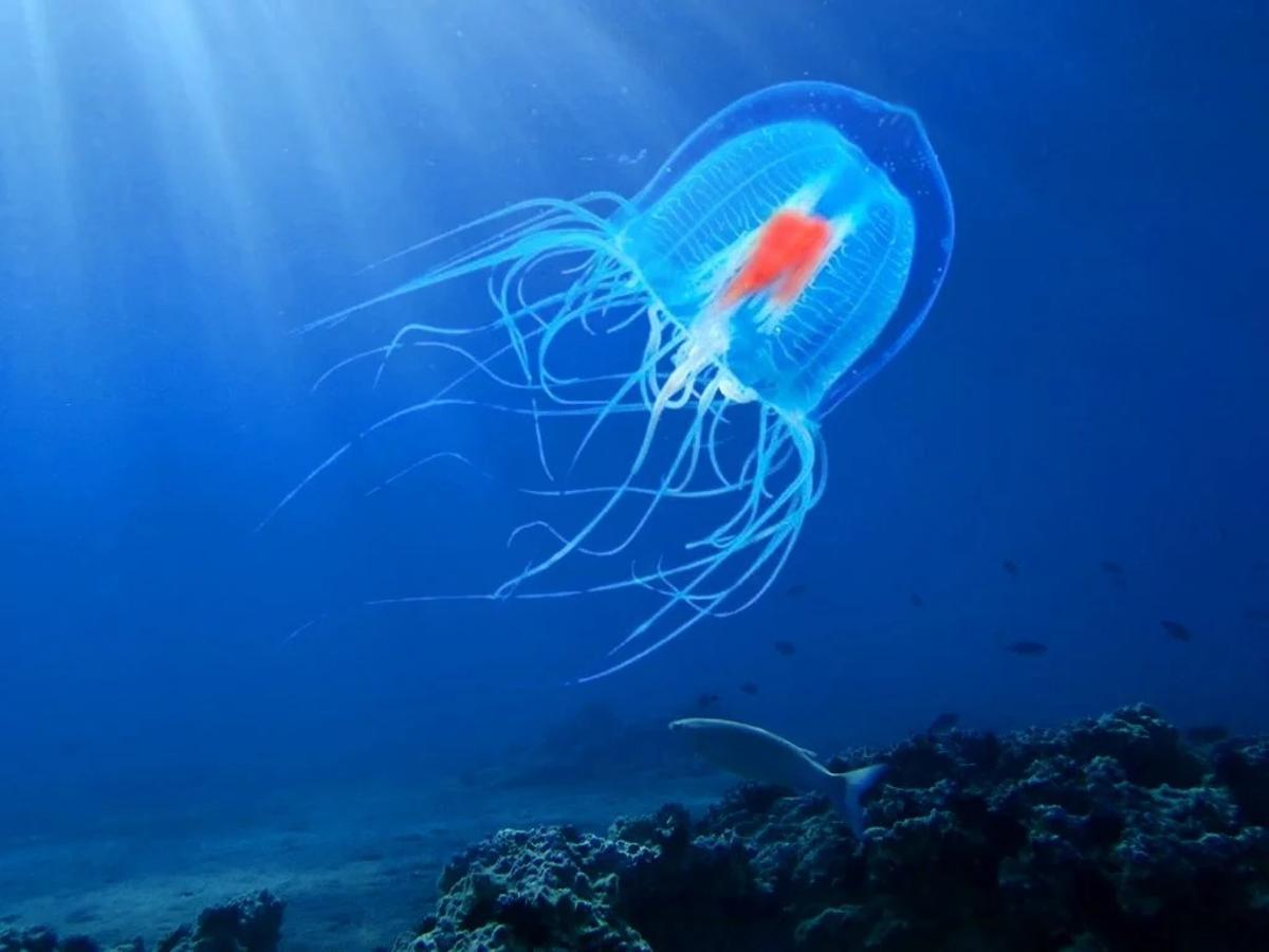 Un ejemplar de medusa inmortal