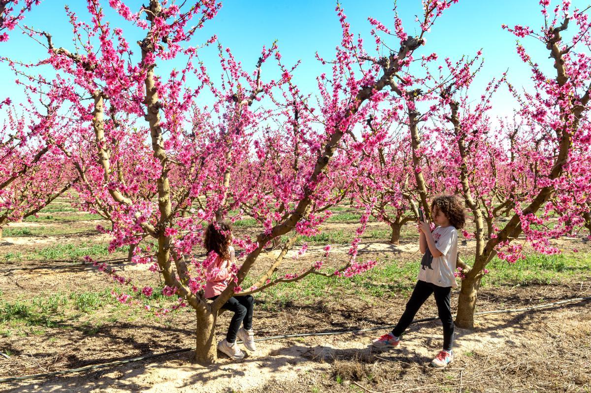 El espectáculo de la floración de los frutales en el Baix Segria, Lleida