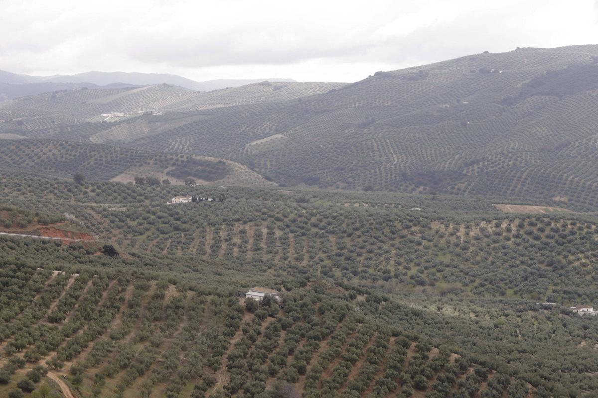 Vista panorámica de olivares de montaña en la Subbética cordobesa.