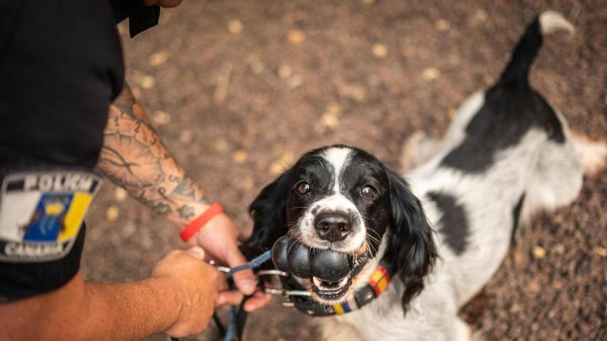 Unidad canina de la Policía Local de La Laguna