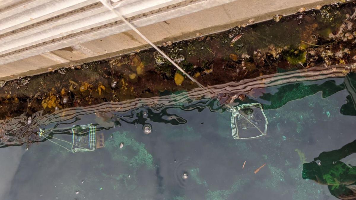 El mejillón sumergido en el agua para las pruebas realizadas en Vigo.
