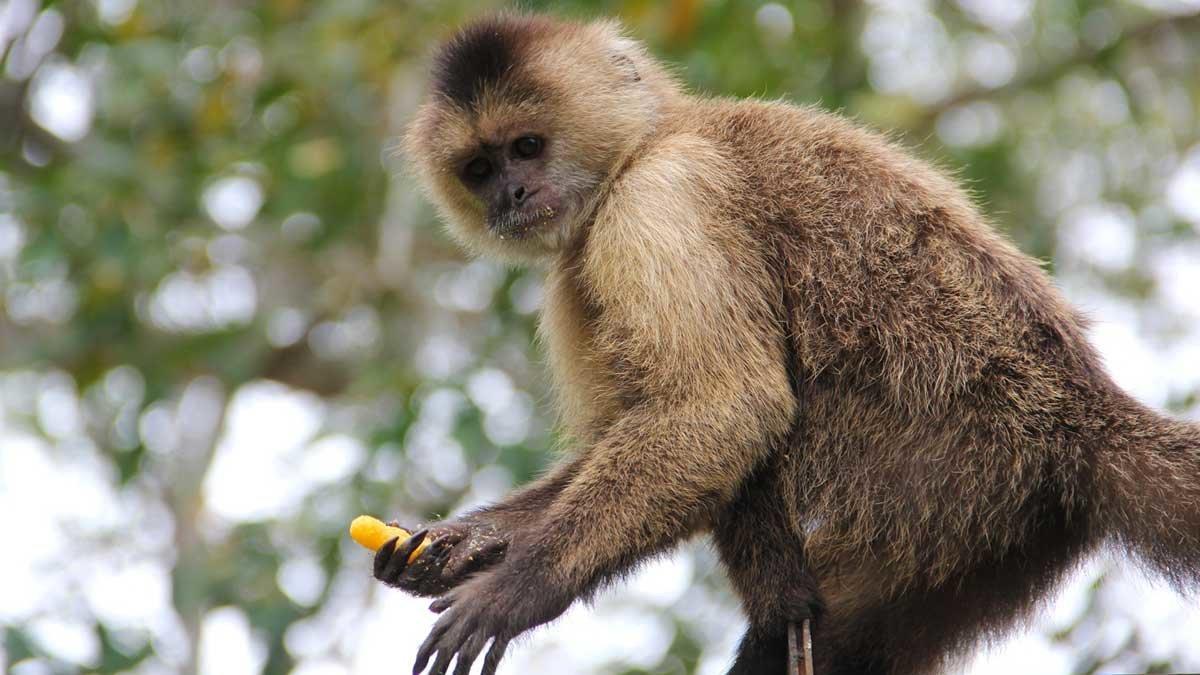 Vuelve al Zoo de Madrid un mono que se escapó tras reñir con su jefe