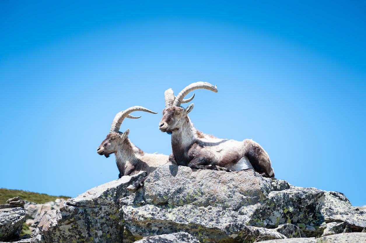 Dos cabras montesas en la Sierra de Gredos