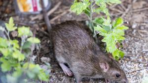 Plaga de rates a Barcelona i resta de Catalunya: varietats i com evitar-les