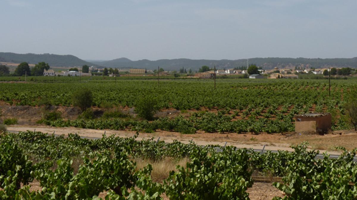 El término Cava de Requena fue reconocido gracias a una sentencia del Tribunal Superior de Justicia de Madrid a finales de 2022.