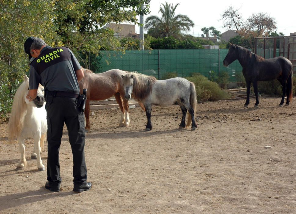 Balance de 2015 del SEPRONA en la Región de Murcia