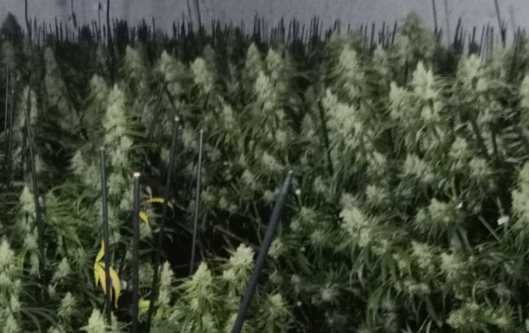 Els Mossos d’Esquadra desmantellen dues plantacions de marihuana a l’Empordà i detenen cinc persones