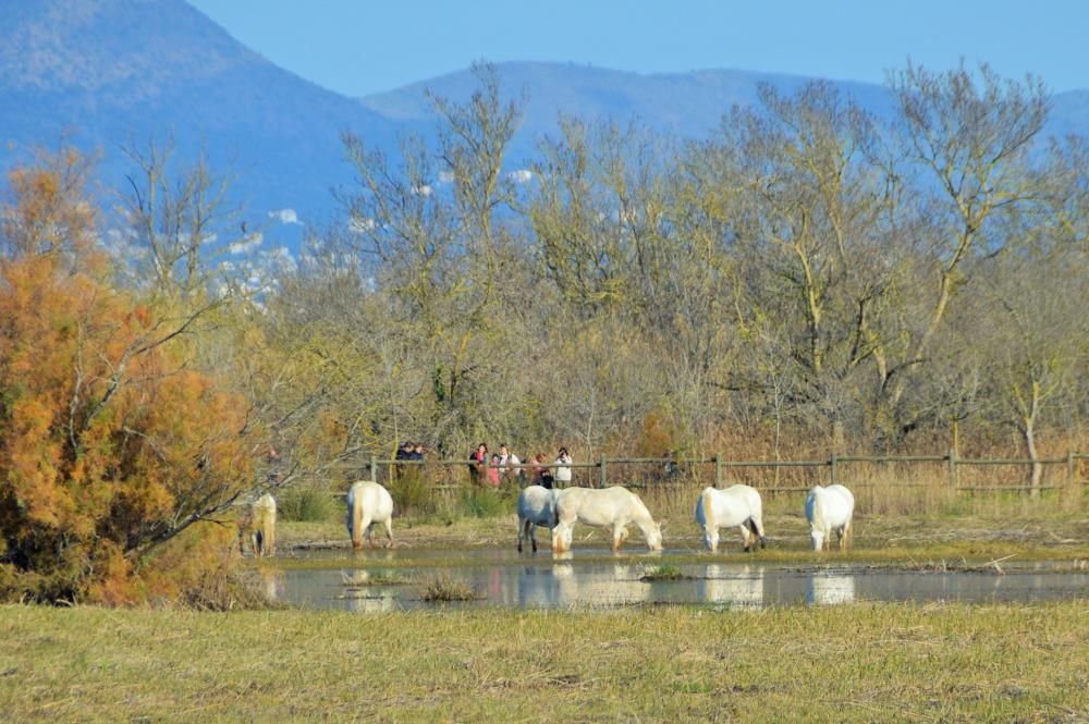 Festival de les Aus al Parc dels Aiguamolls