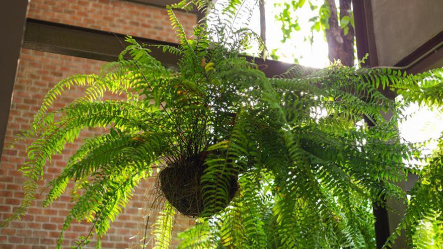 Trucos Plantas: Las macetas de interior que mantienen la casa fresca en  verano