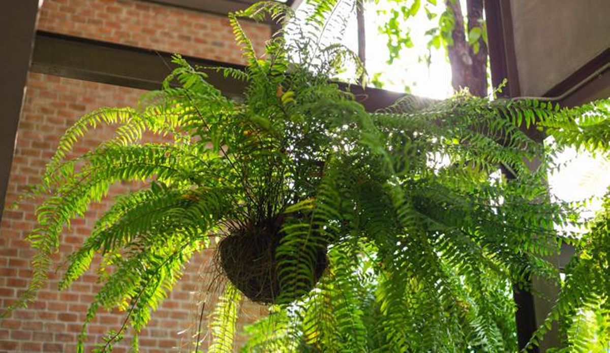 Plantas de interior que te ayudarán a mantener la casa fresca