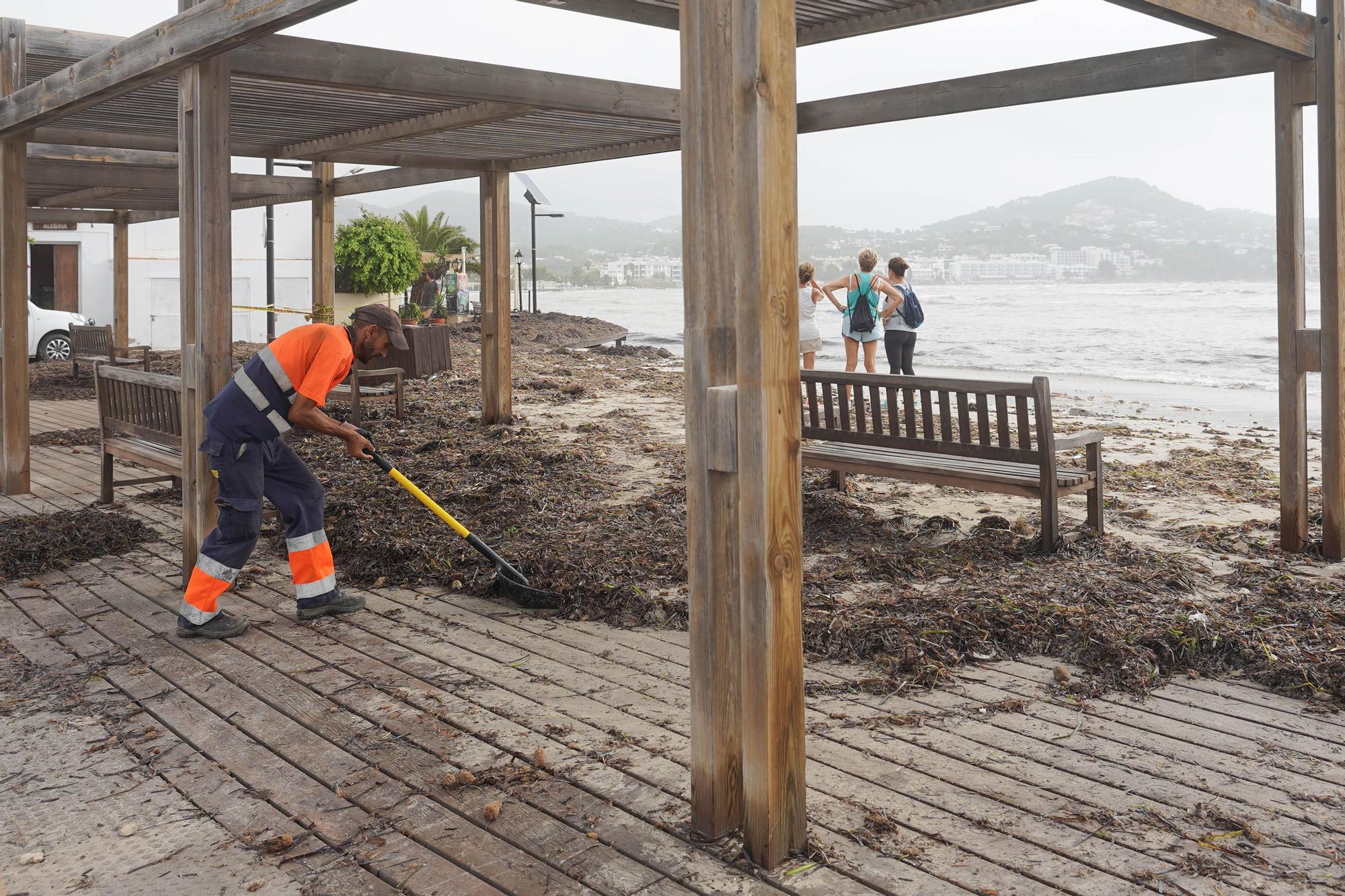 Así ha sido la jornada de limpieza de las playas de Ibiza después del temporal