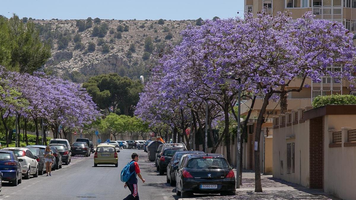 Jacarandas en una calle de Alicante, en imagen de archivo