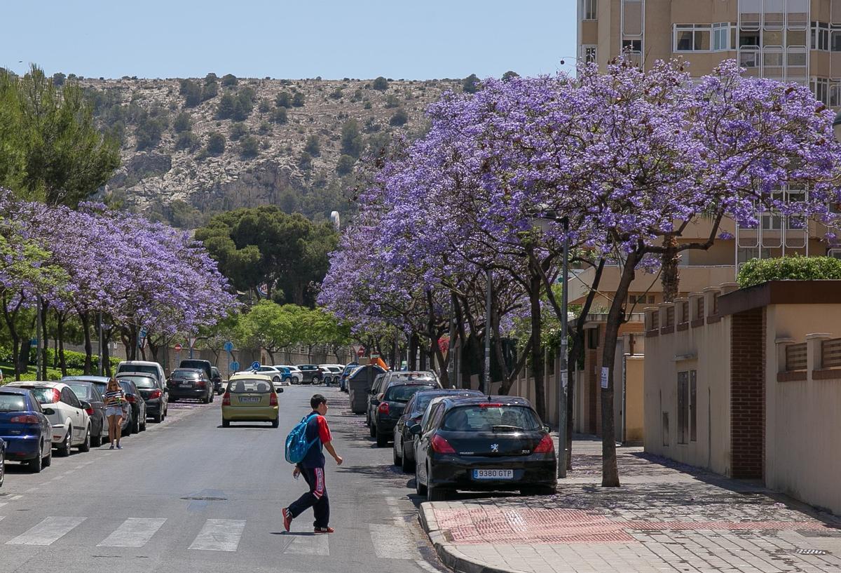 Jacarandas en una calle de Alicante, en imagen de archivo