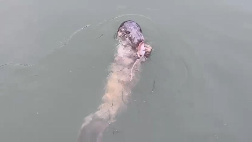 El festín de una foca gris en la ría de Villaviciosa