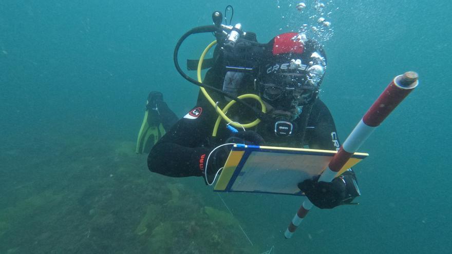En imágenes: Los secretos del fondo submarino de la ensenada de Arnao al descubierto