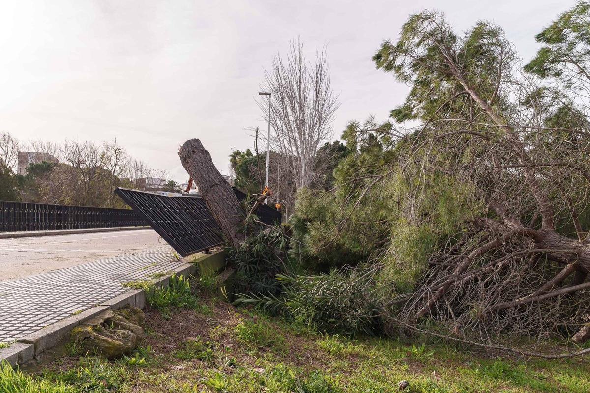 Daños causados por el vendaval.