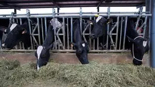 Sindicatos denuncian el grave efecto para los ganaderos de quitar el IVA de la leche
