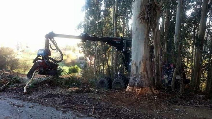 Trabajos de tala de eucaliptos en el vial del cementerio. // R.V.