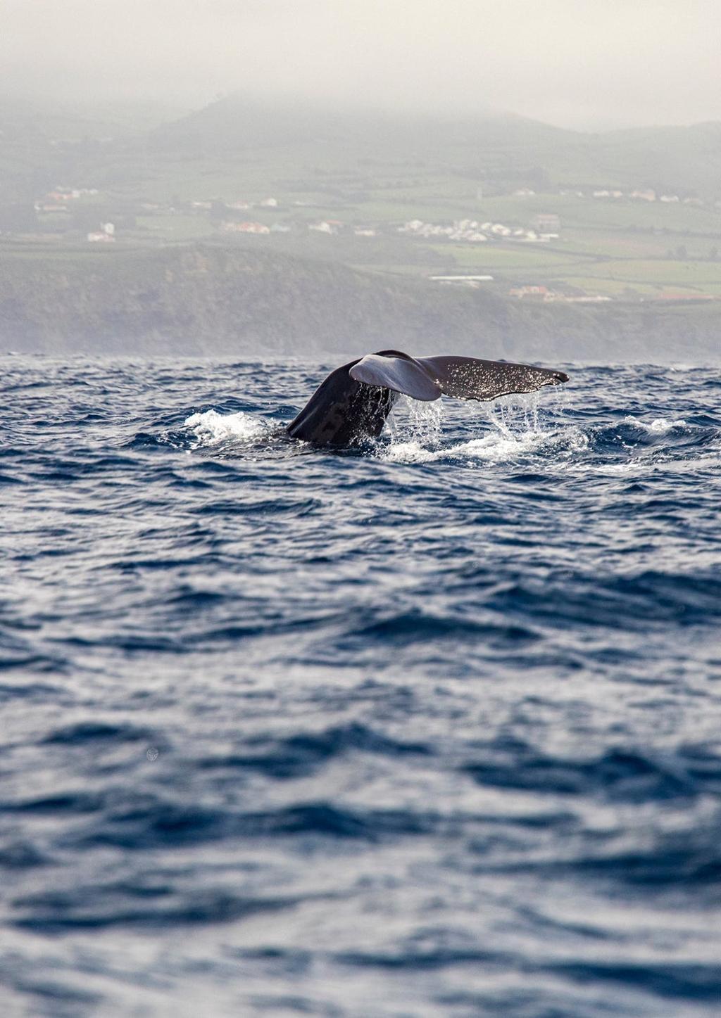 Avistamiento de ballenas en Faial.