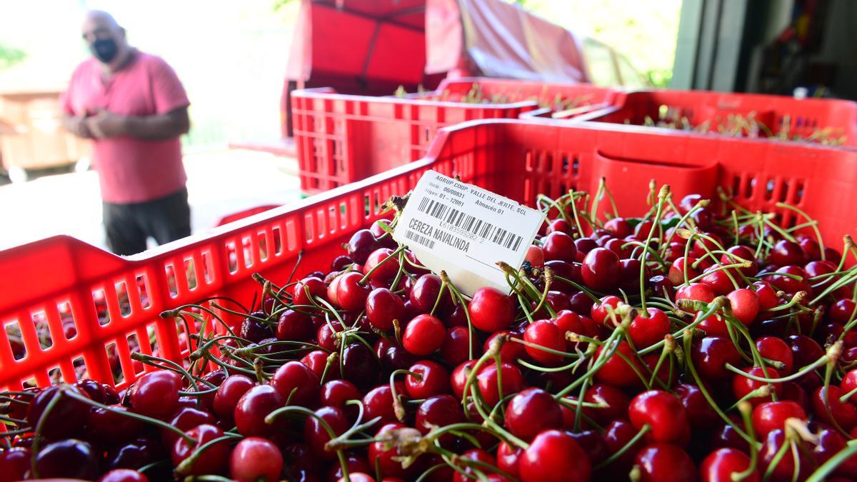 Cerezas del Valle del Jerte.