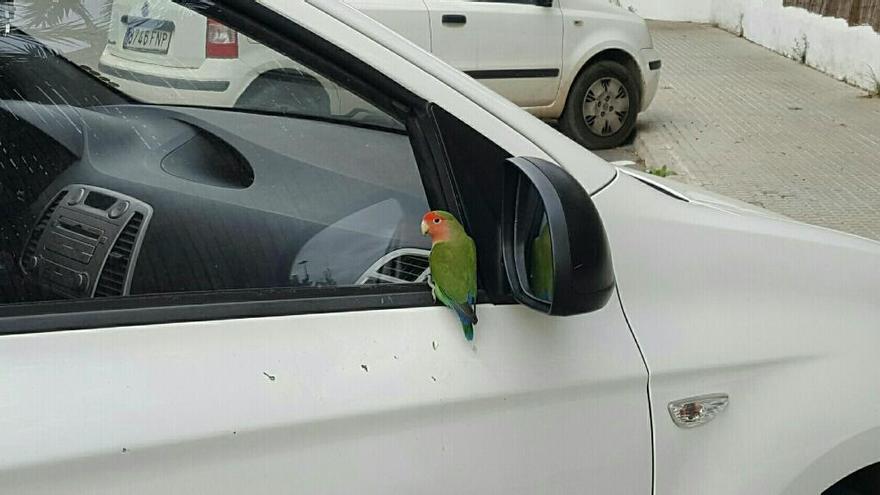 Inseparables que comen la goma de los coches