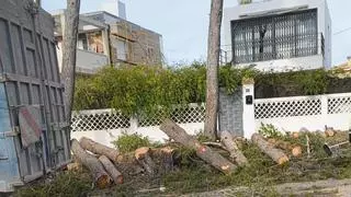 Talen 52 arbres a la Canyada, alguns de més de mig segle de vida