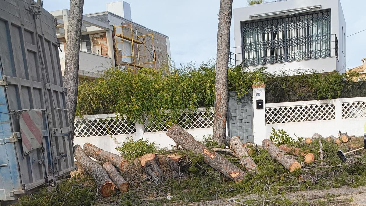 Tala d’arbres a la Canyada, a Paterna