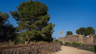 Cuando no se podía plantar un árbol por orden militar: los pinos del Castillo de Montjuïc cumplen 62 años