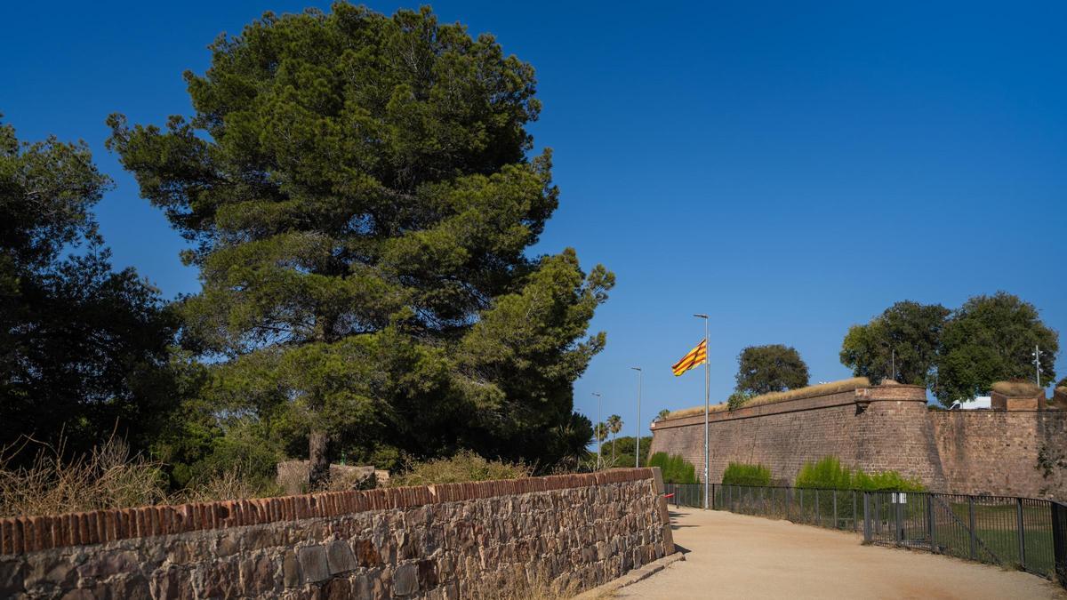 Algunos de los pinos plantados bajo el Castillo de Montjuïc en 1962.