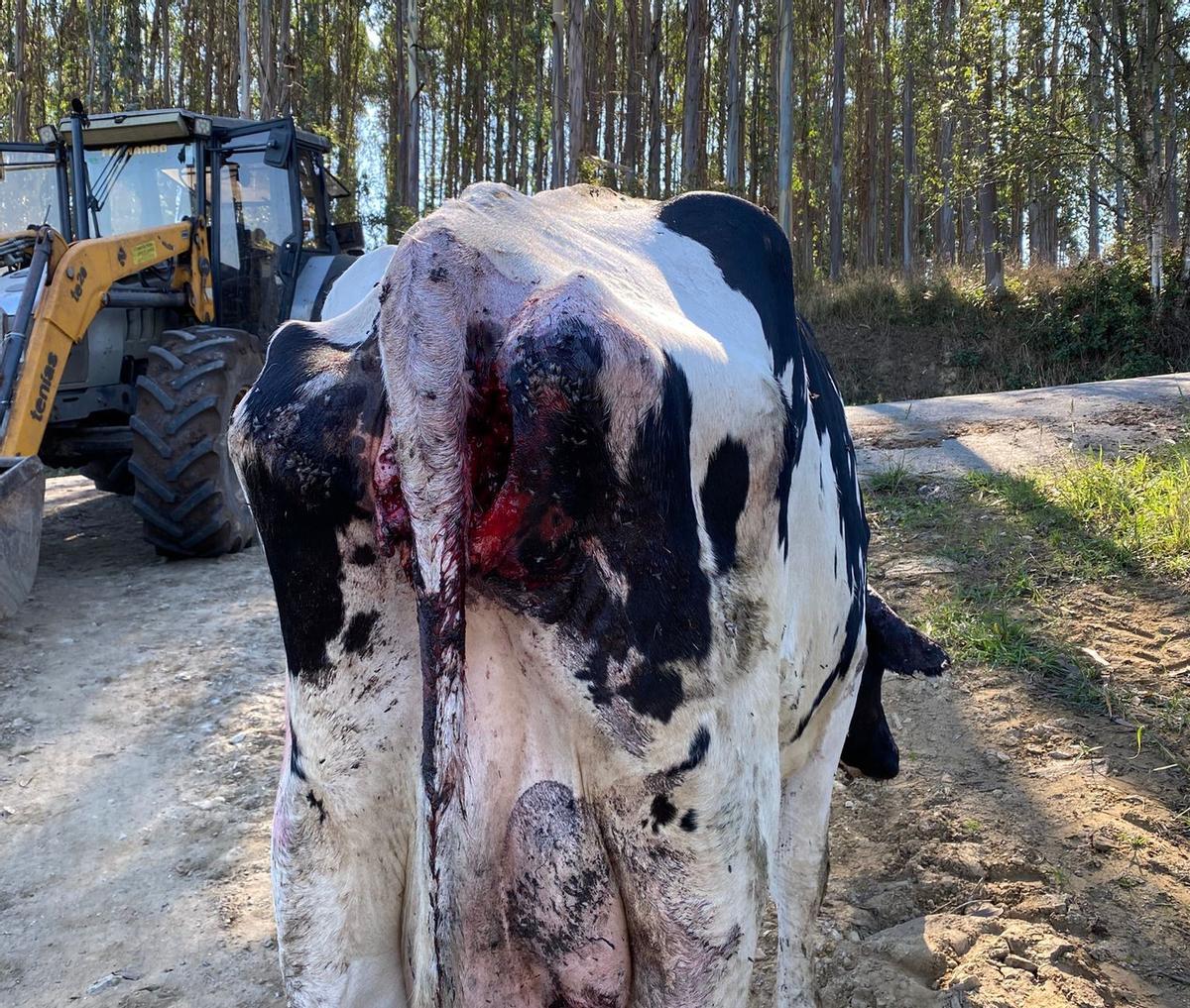 Heridas tras el ataque del lobo