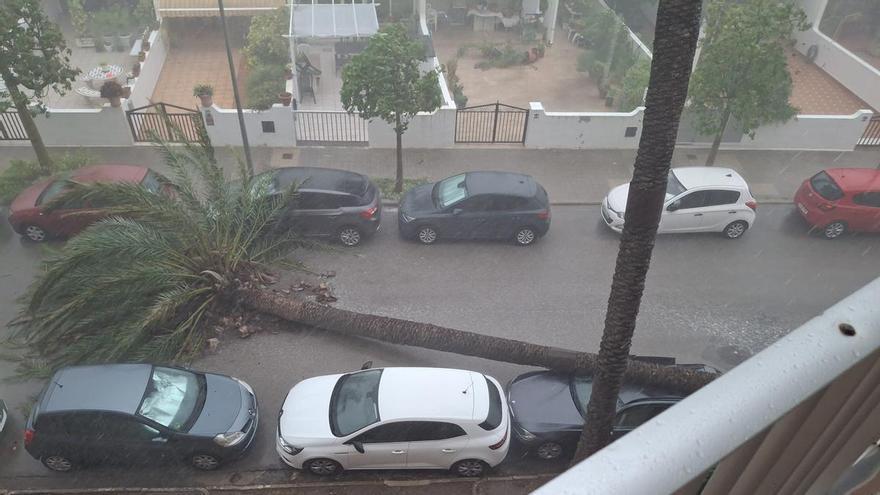 Caída de una palmera en El Perellonet