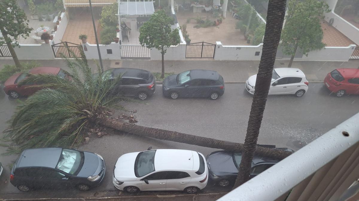 Caída de una palmera en El Perellonet