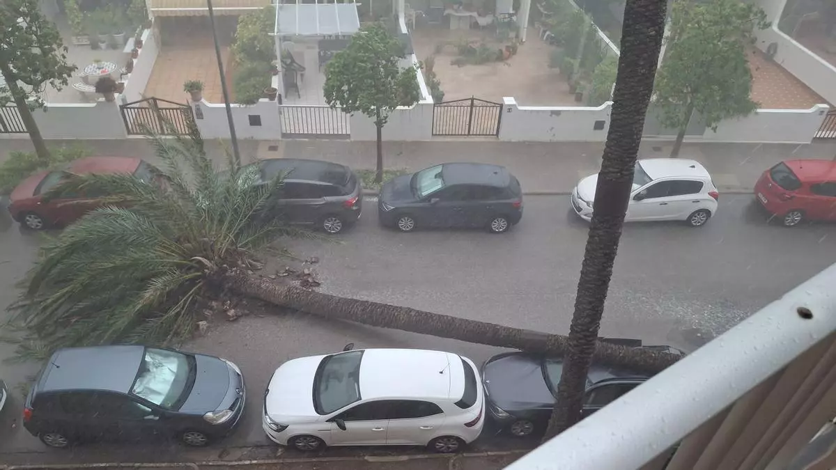 El temporal se ceba con el Perellonet: El viento tumba palmeras y daña balcones y fachadas