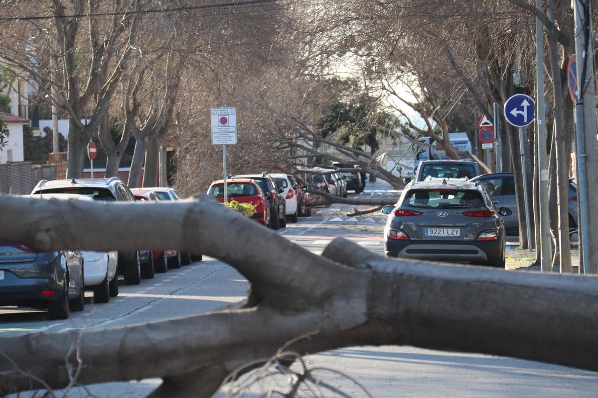 Árboles caídos en la calle de Santiago Rusiñol de Premià de Mar