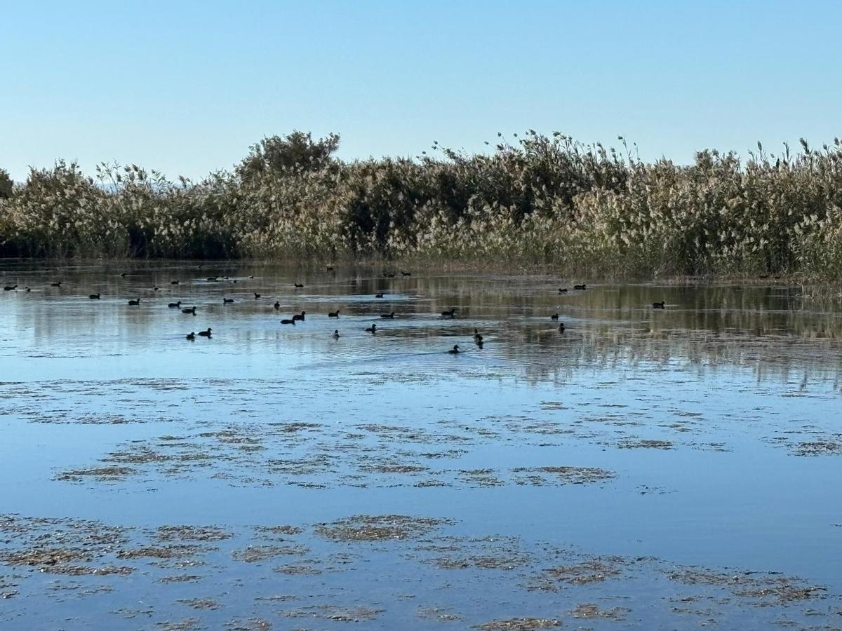 Algunas aves, esta mañana, en una charca de un coto de caza de El Hondo