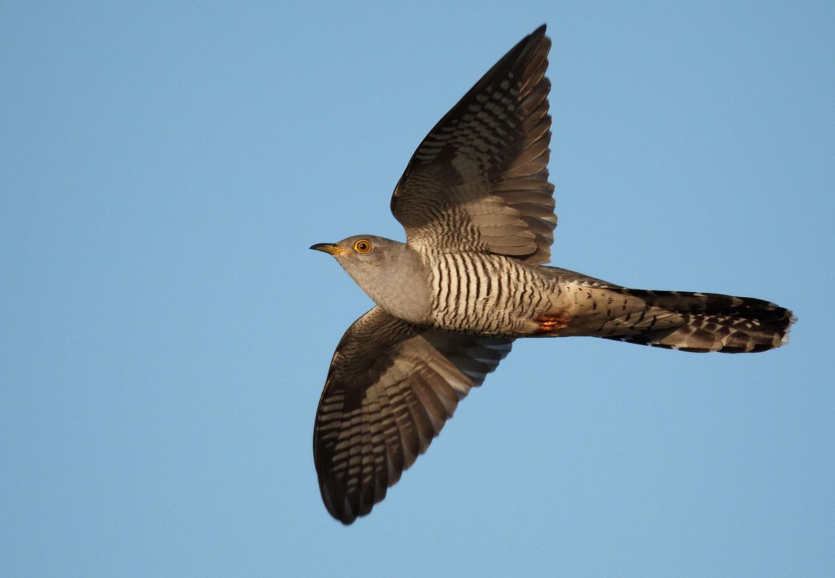 Ejemplar de cuco común en vuelo.