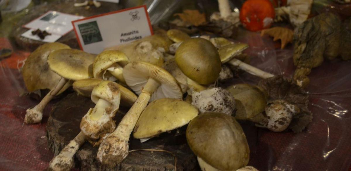 La especia más mortal de las expuestas en la sala de muestras. | E. P.