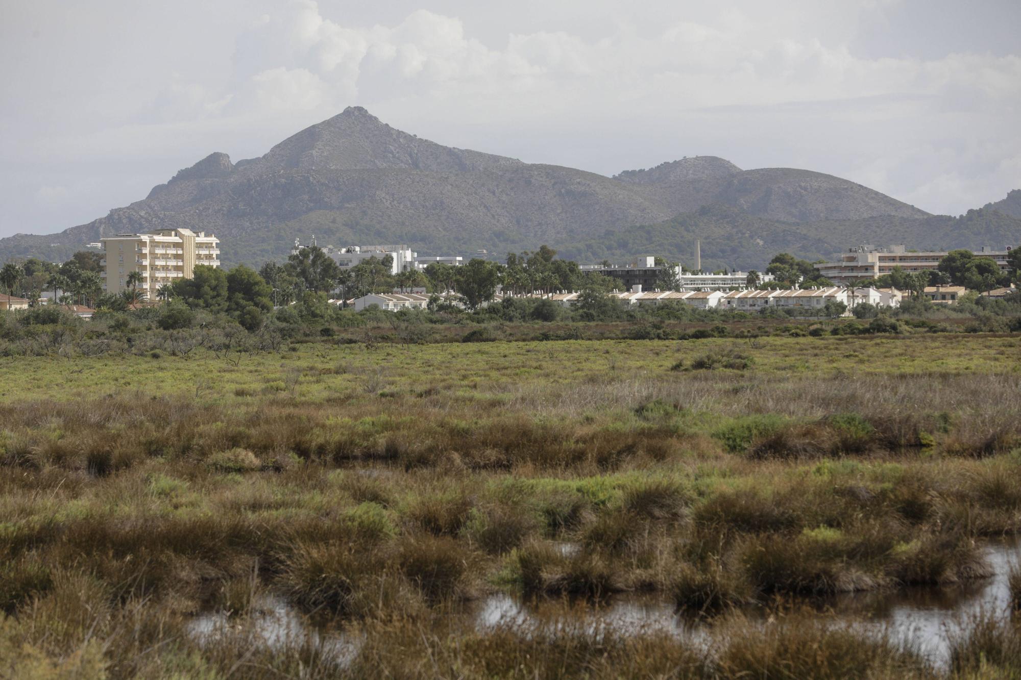 S’Albufera de Mallorca agoniza: Ganan los intereses hoteleros y agrícolas