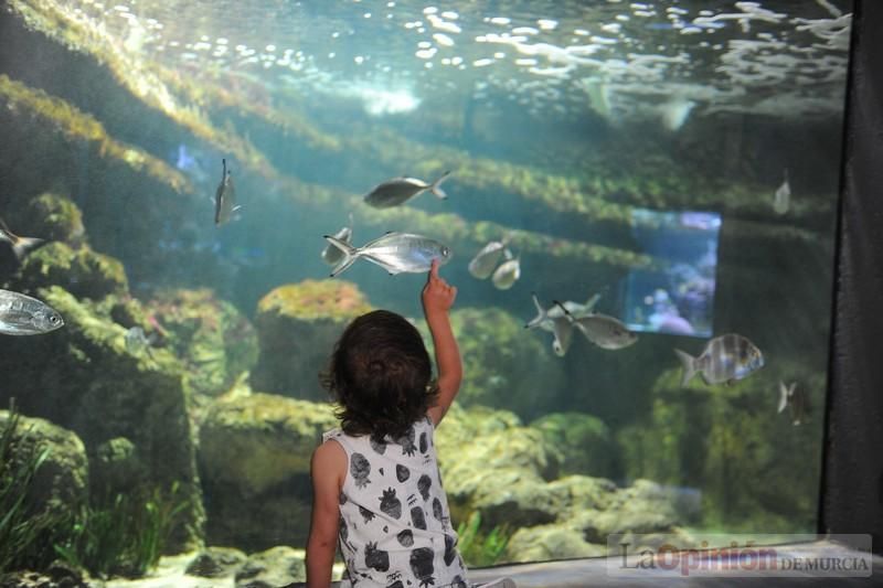 El acuario de la UMU albergará las especies emblemáticas del Mar Menor