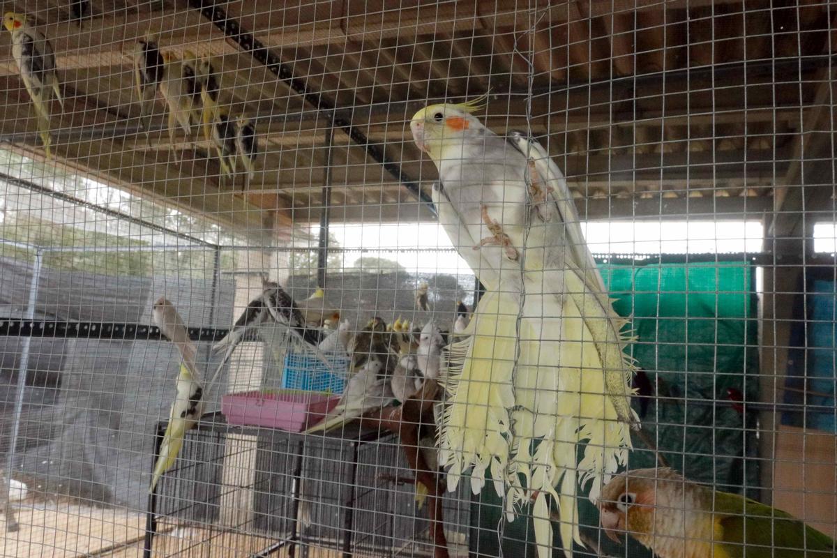 Crit d'ajuda de la protectora gironina Ave Fénix amb 300 aus exòtiques
