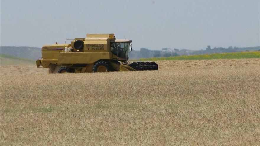 La cosecha de trigo de este año será menor de lo esperado