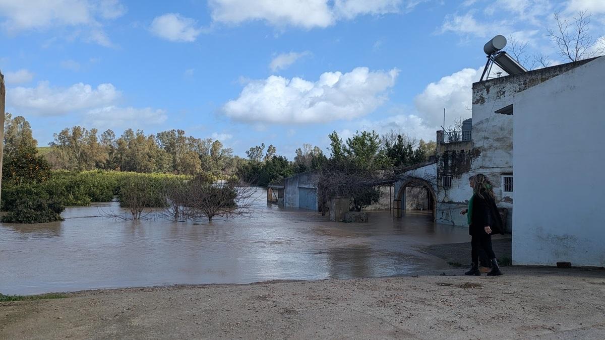 Crecida del Genil en la zona de huertas de Palma del Río.
