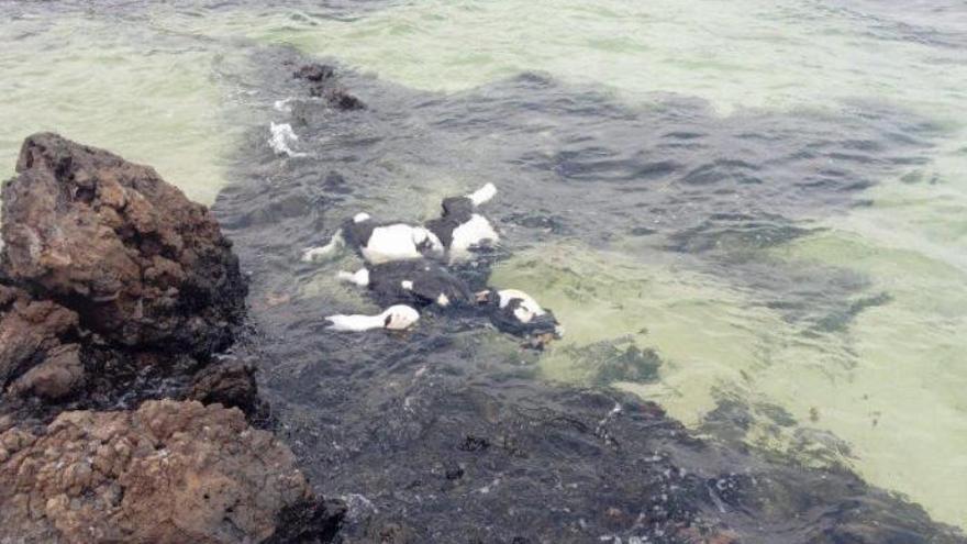 Aparece una vez más el cadáver de una vaca en la costa de Lanzarote