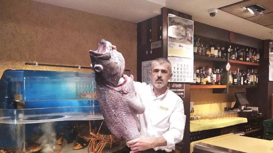 La sidrería gijonesa Casa Ataulfo se hace con un mero gigante de 20 kilos: "Nos dará para 35 raciones"