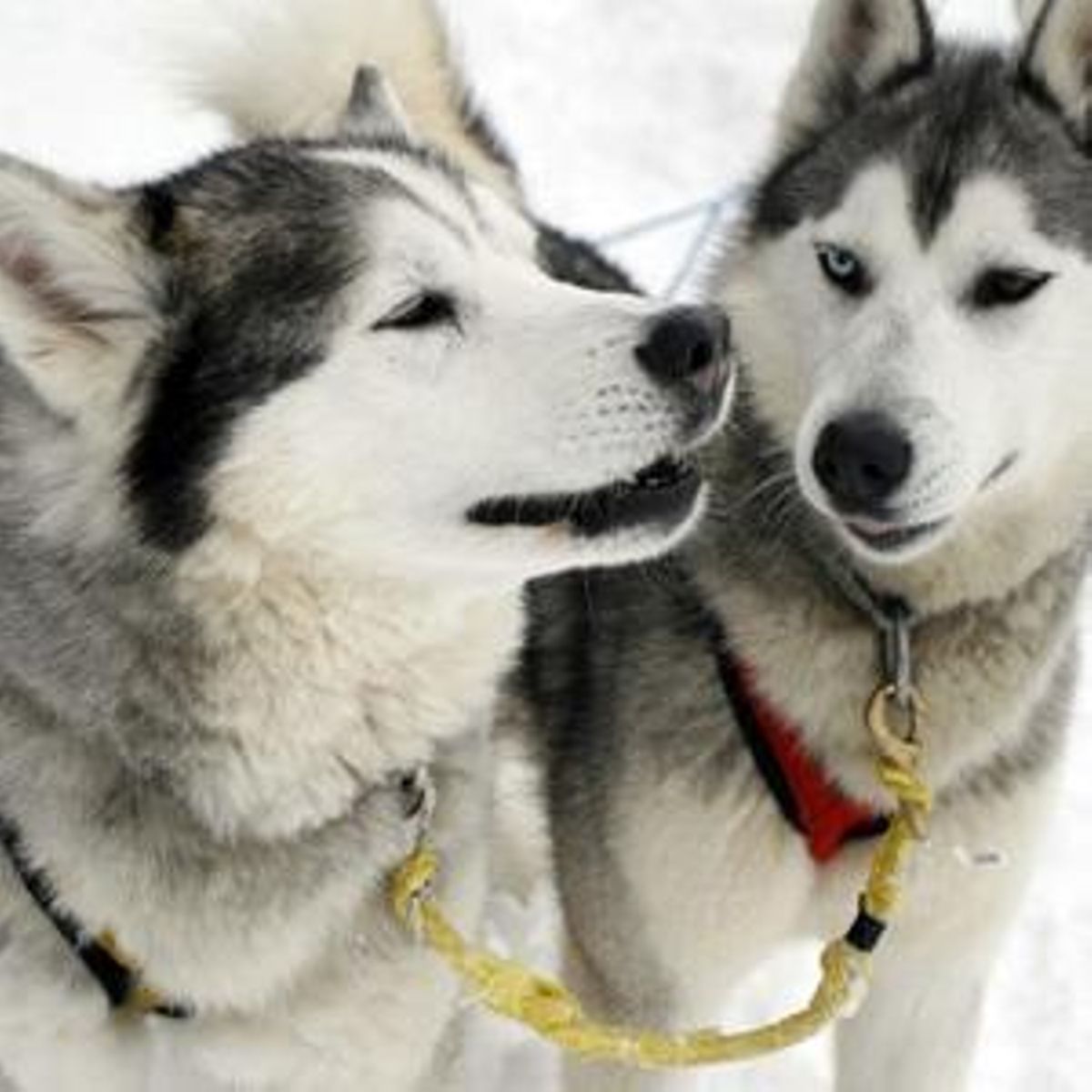 Las 10 rarezas de los perros que no conocías
